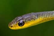 Common Tree Snake (Dendrelaphis punctulata)